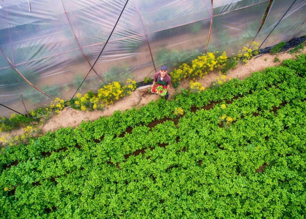 Aerial view of  farmer in vegetable garden